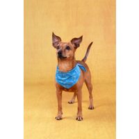 Flamingo Koelbandana Fresk Inou Blauw