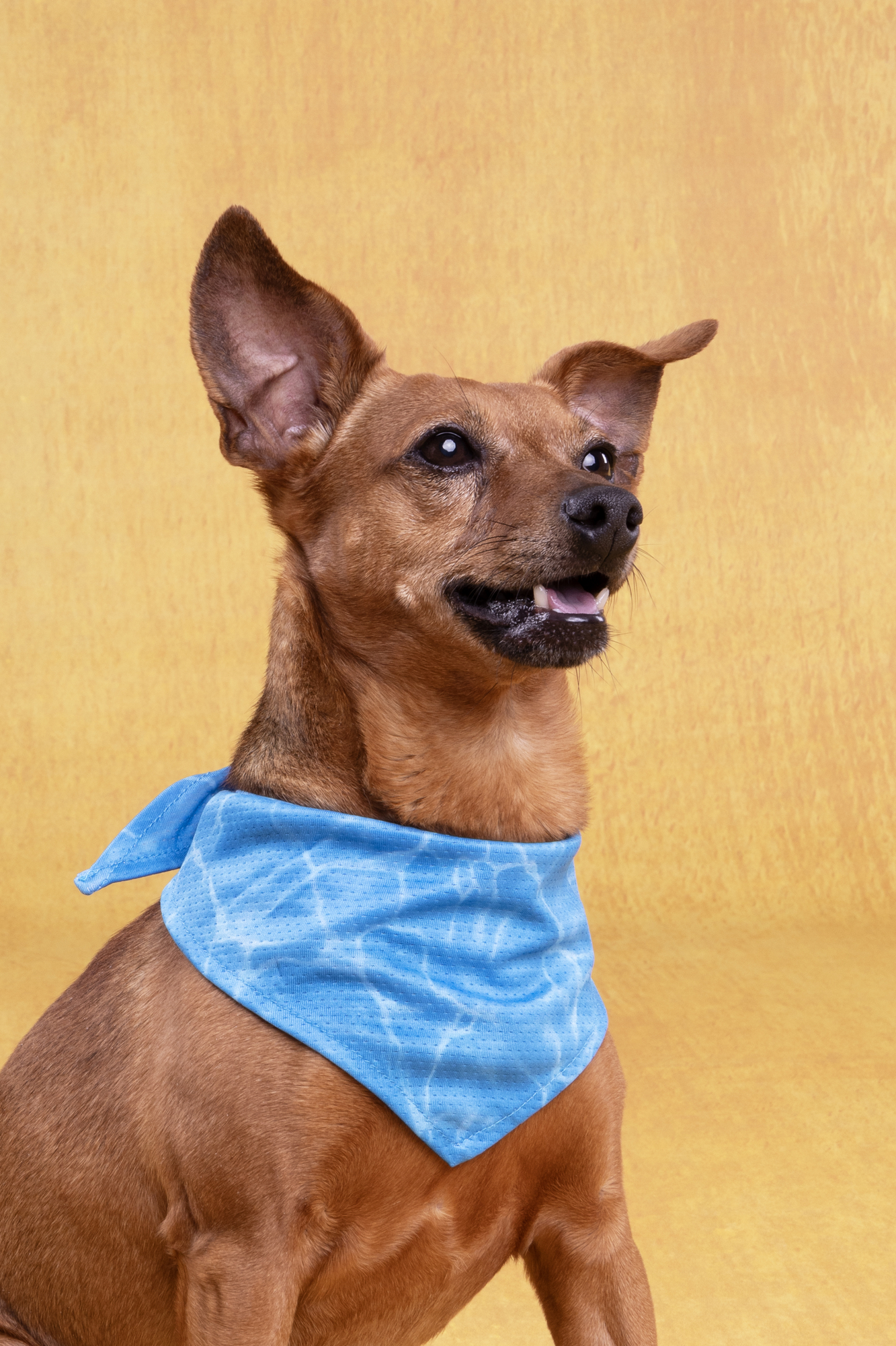 Flamingo Bandana di raffreddamento Fresk Inou Azzurro