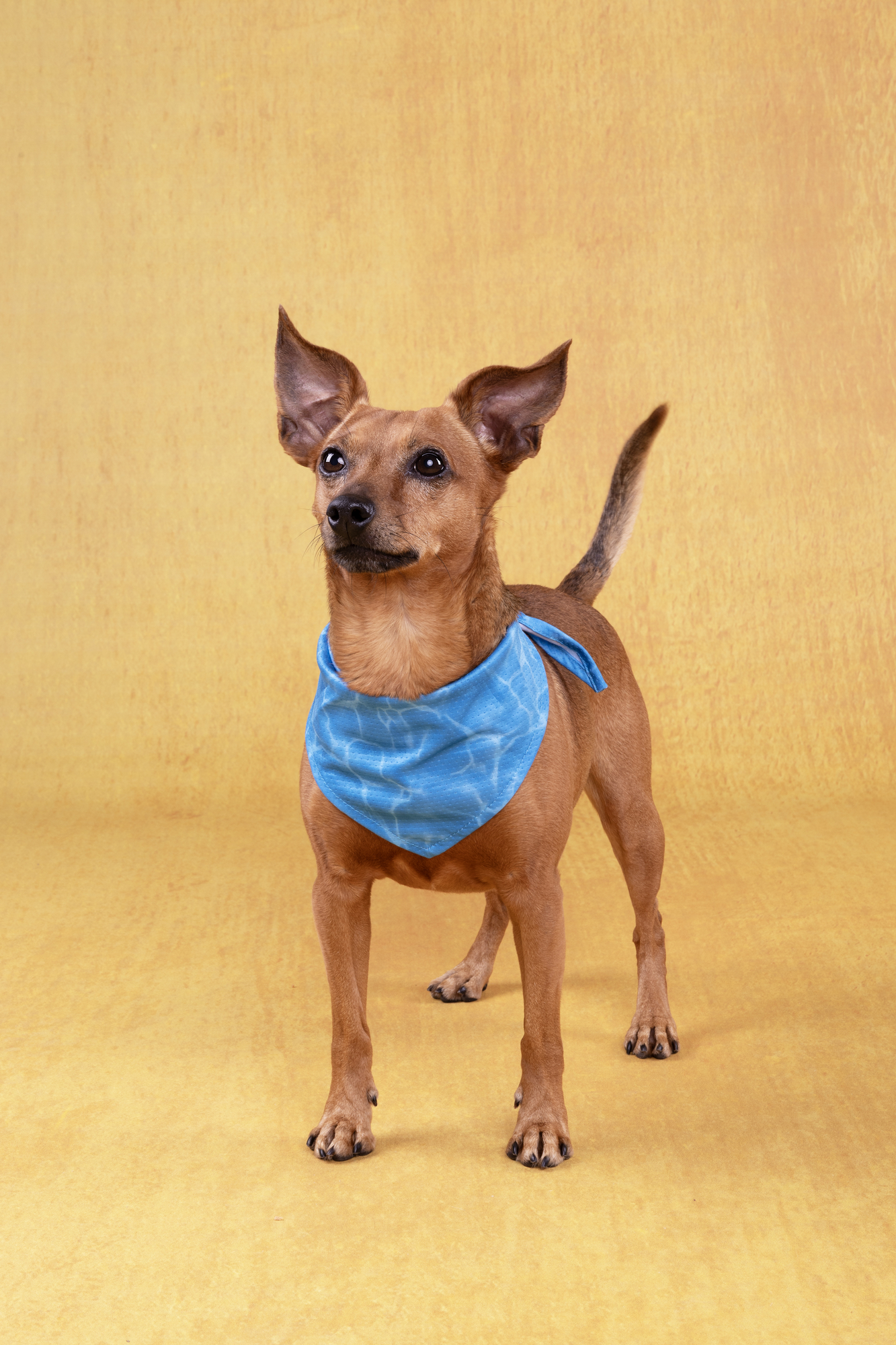 Flamingo Bandana di raffreddamento Fresk Inou Azzurro