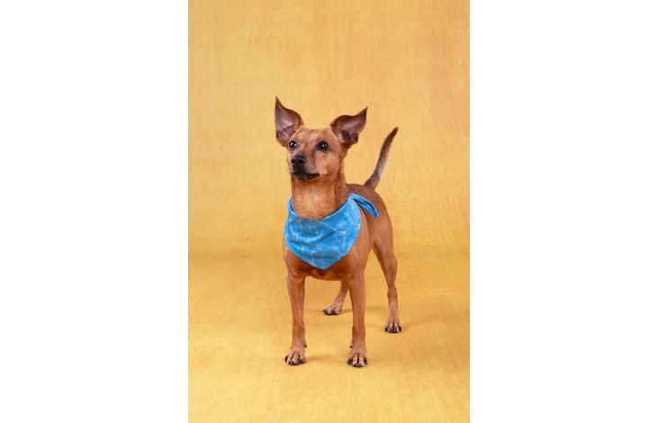 Flamingo Koelbandana Fresk Inou Blauw