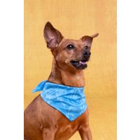 Flamingo Koelbandana Fresk Inou Blauw