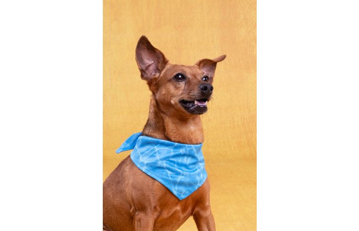 Flamingo Koelbandana Fresk Inou Blauw