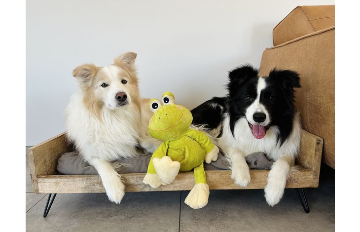 Flamingo Giocattolo Kermi Rana Verde lime