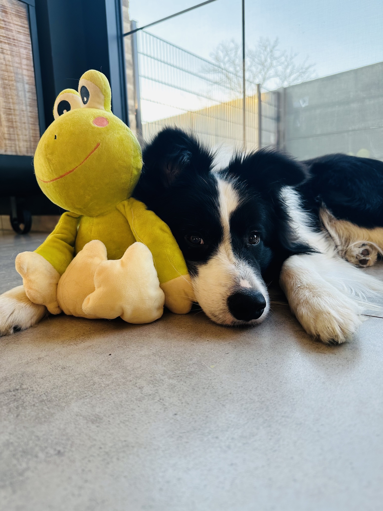 Flamingo Giocattolo Kermi Rana Verde lime