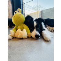 Flamingo Giocattolo Kermi Rana Verde lime