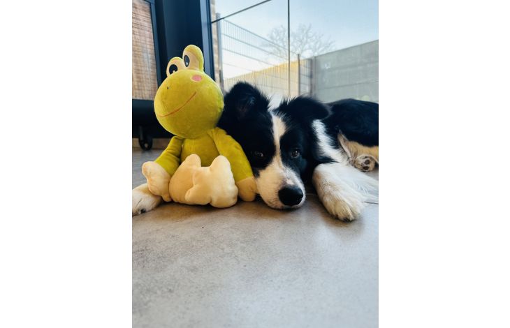 Flamingo Giocattolo Kermi Rana Verde lime