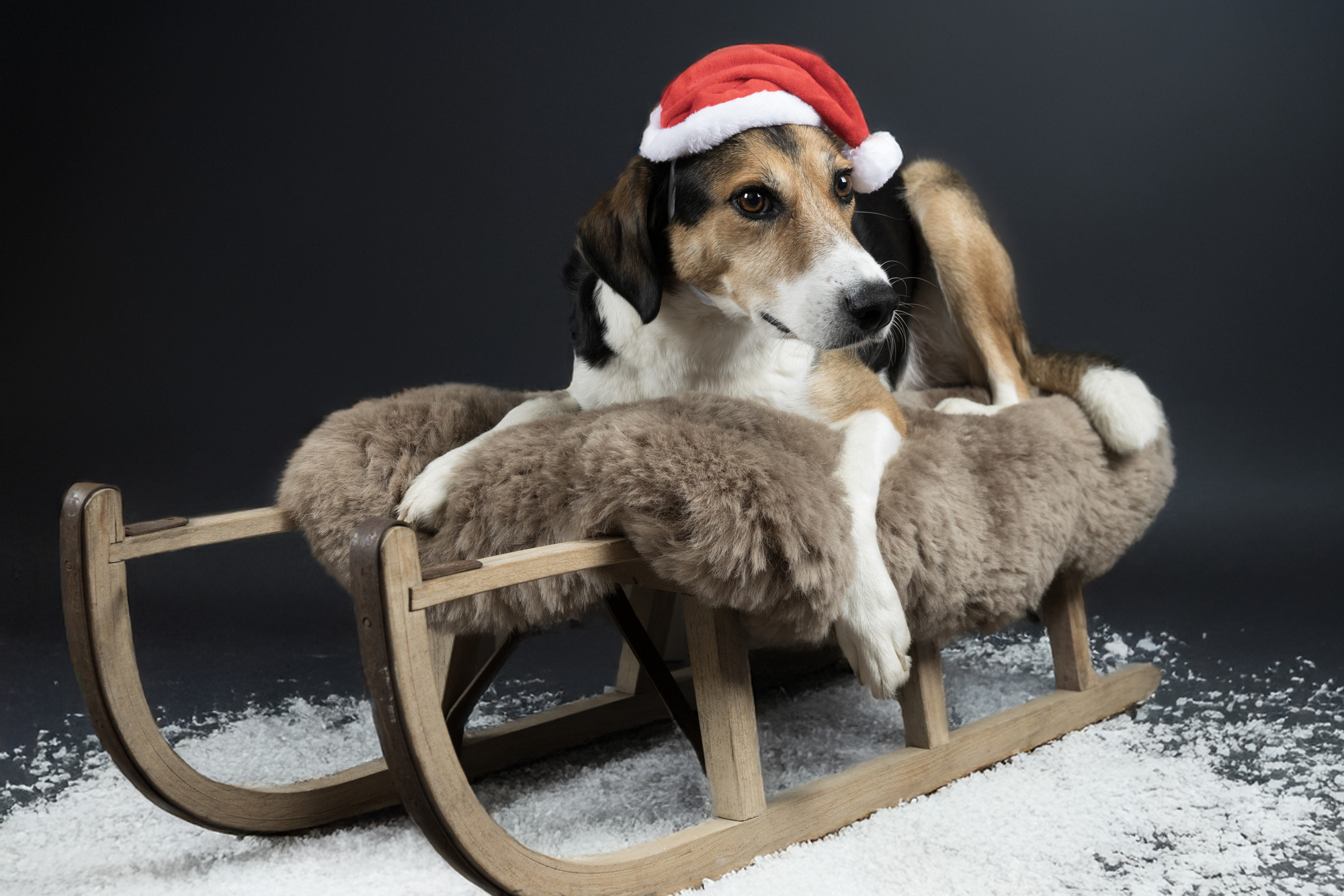 専用　アパルトモン　ホワイト Christmas Cap Ponne Red | 522534 | Flamingo Pet Products