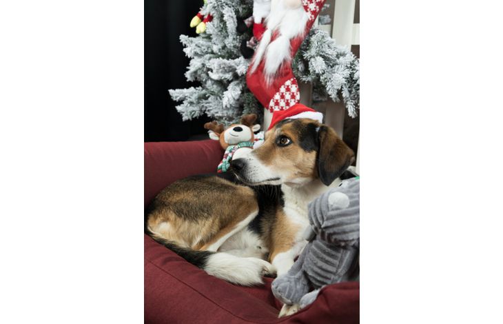 Flamingo Kerst Muts Ponne Rood