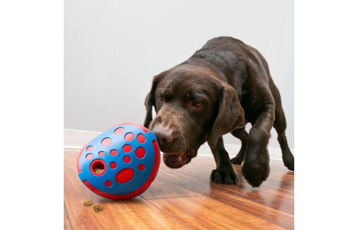Kong® Kong® Speelgoed Rewards Wally Blauw & Rood