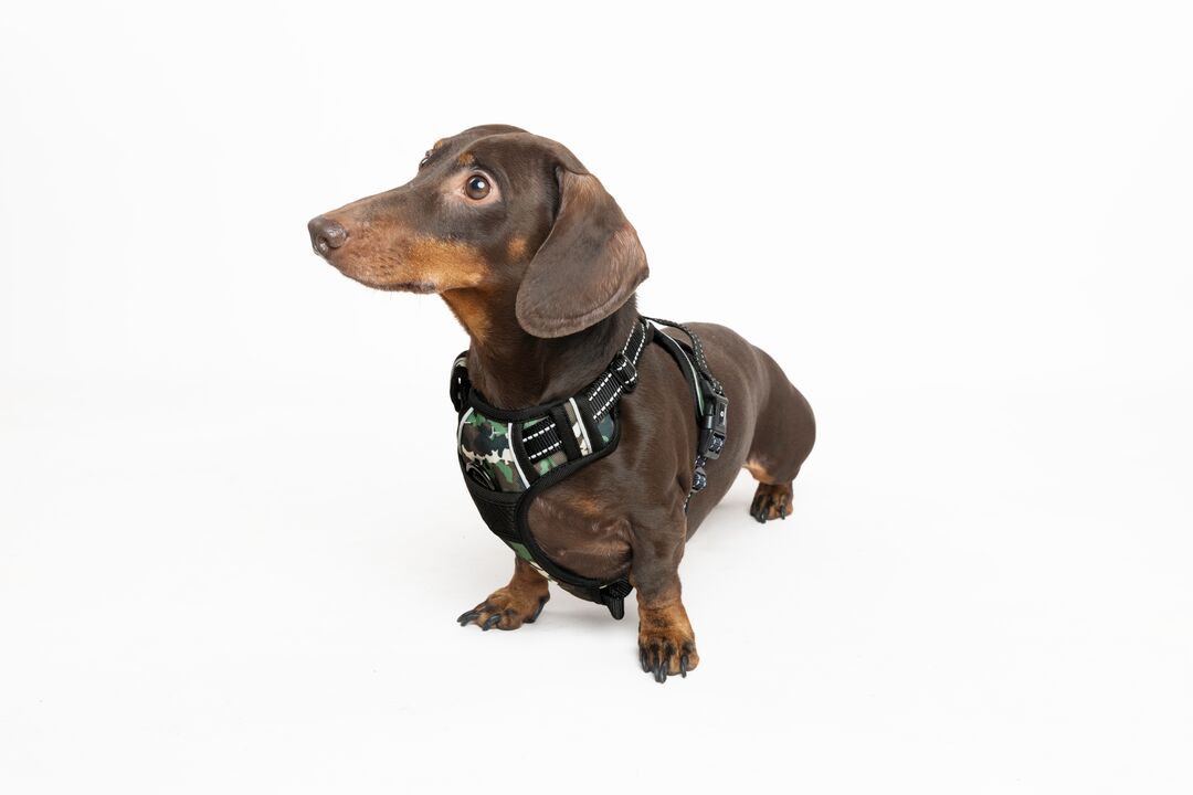 Flamingo Arnés Balou Selvático camuflaje