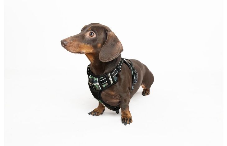 Flamingo Arnés Balou Selvático camuflaje