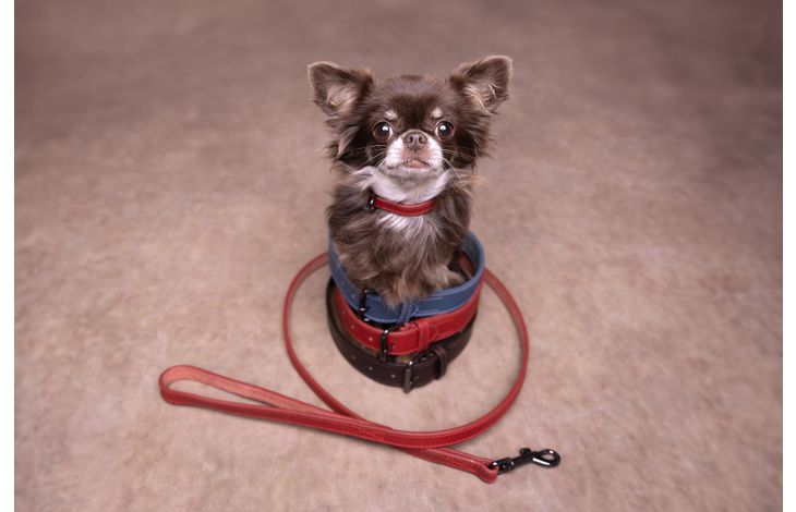 Flamingo Leash Denver Red