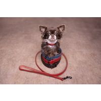 Flamingo Leash Denver Red