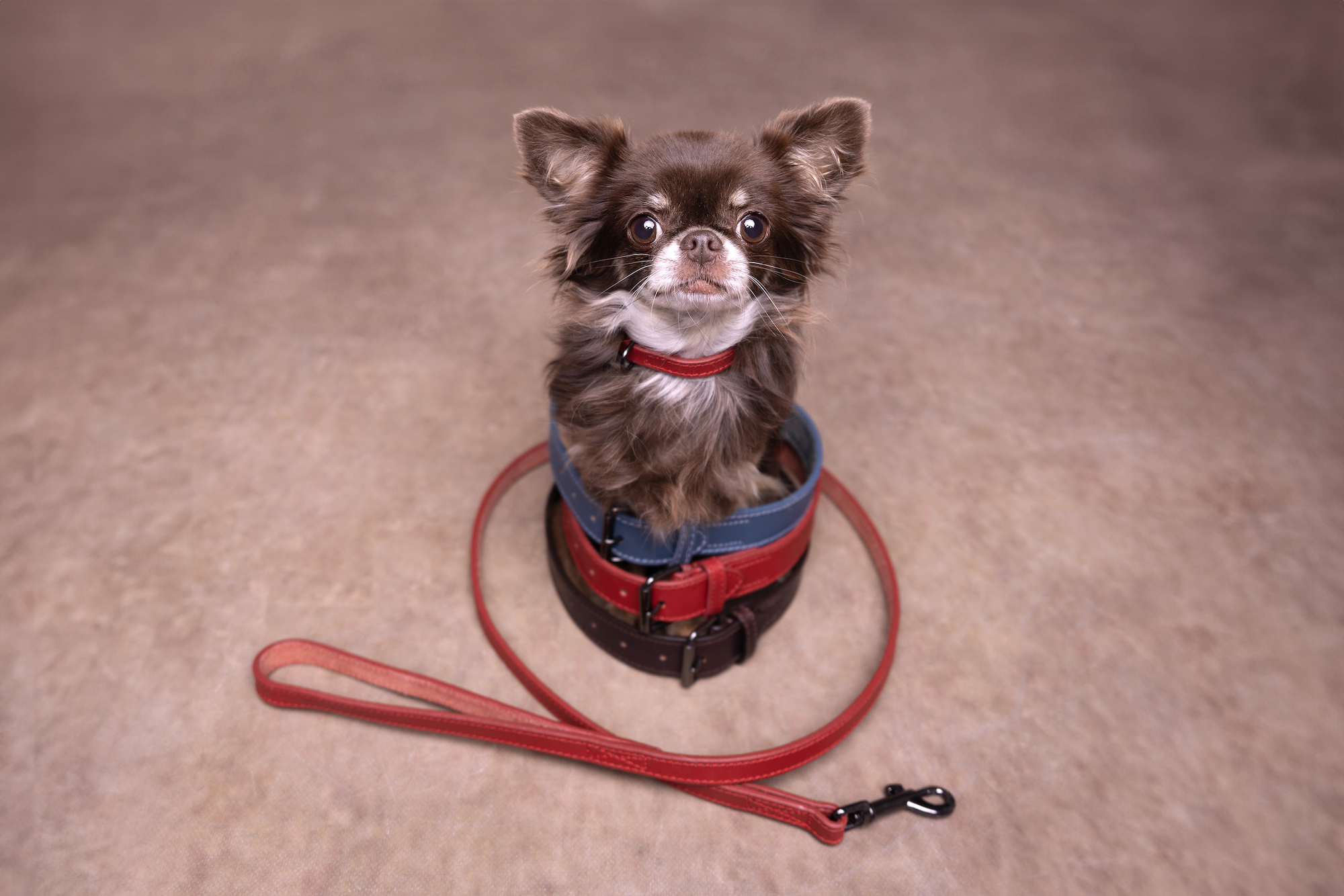 Flamingo Leash Denver Red