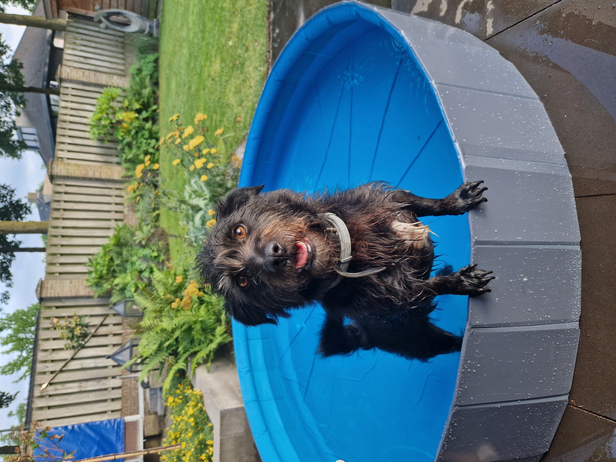 Flamingo Swimming pool Sprinkle Round Blue & Dark grey