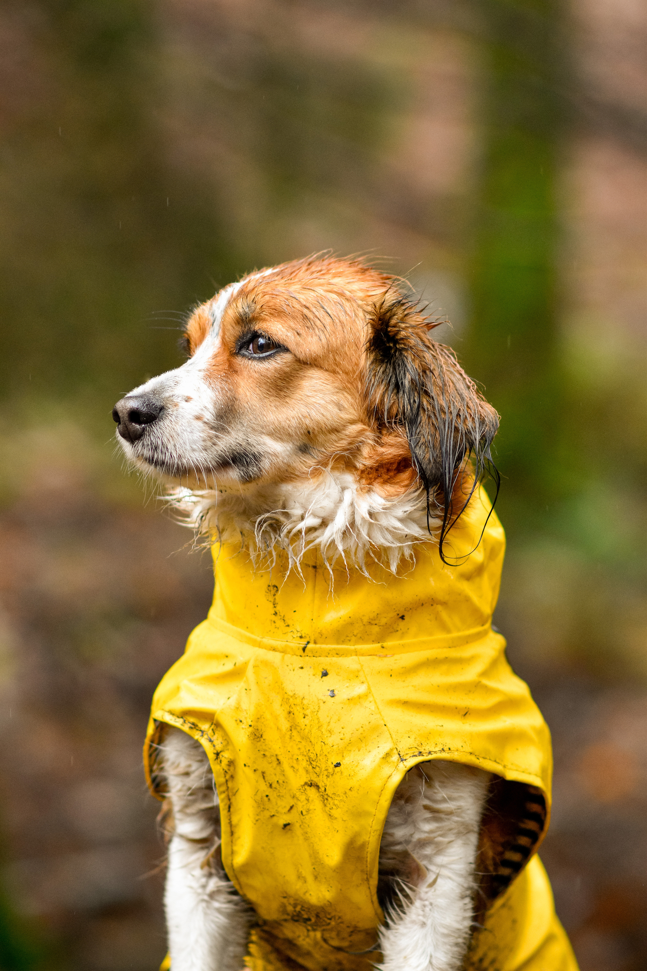 Flamingo Raincoat Ciro Yellow