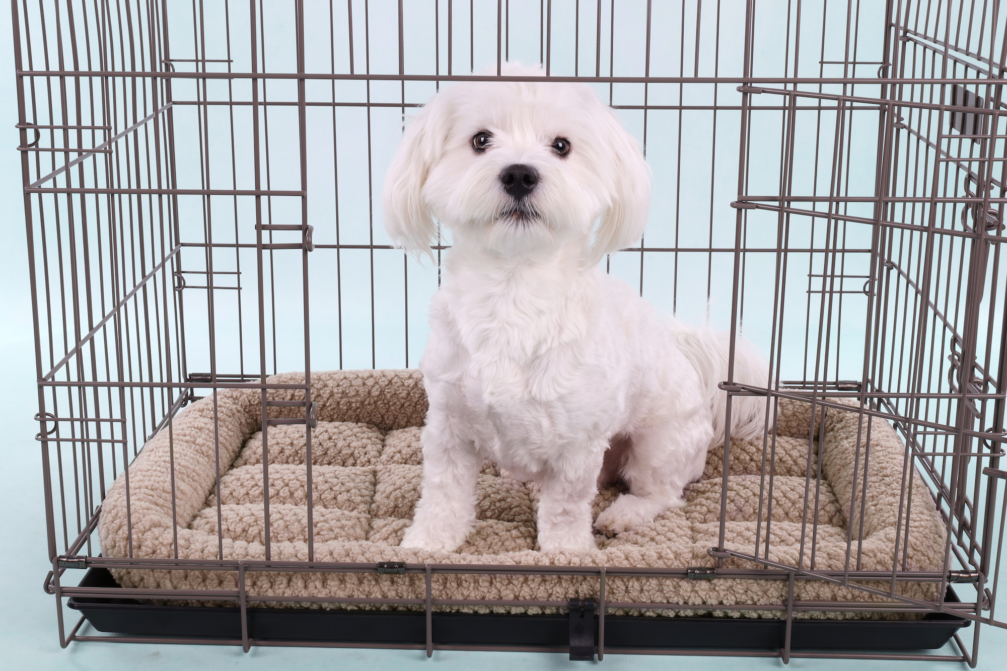 Flamingo Cuscino Jacquard Rettangolo Talpa