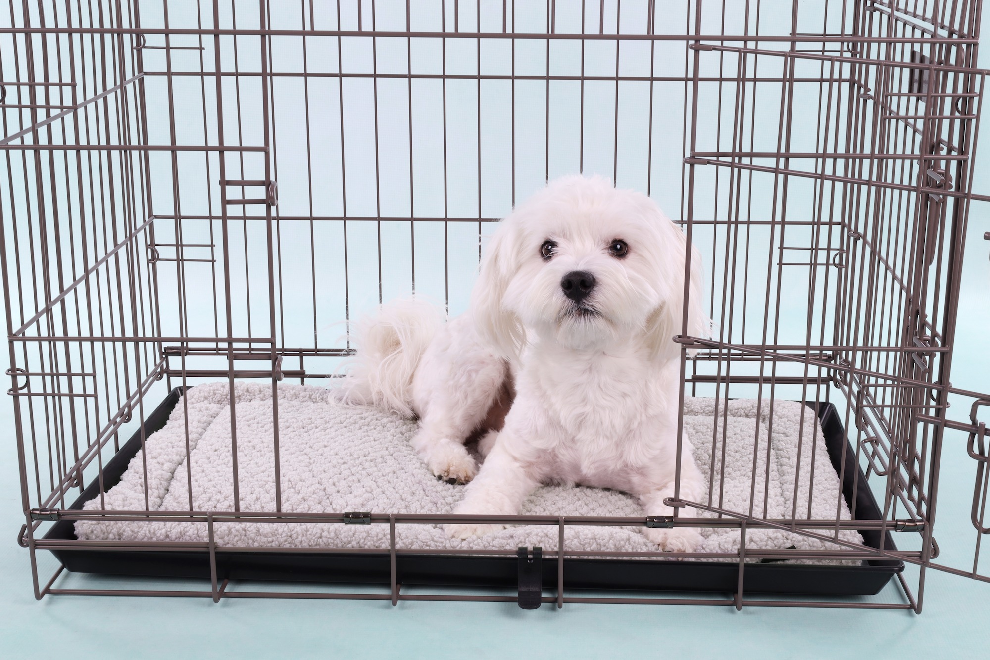 Flamingo Coussin Jacquard Rectangle Gris