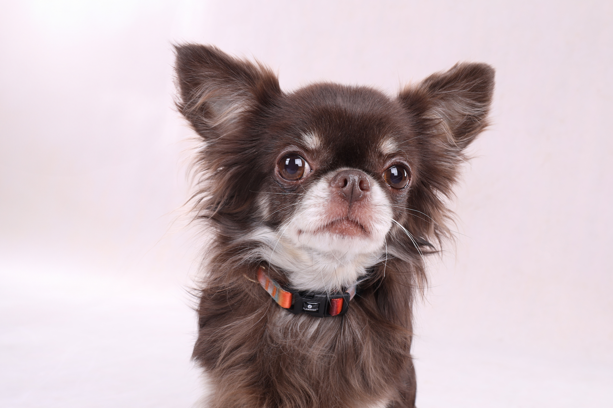 Flamingo Collar Naja Mix