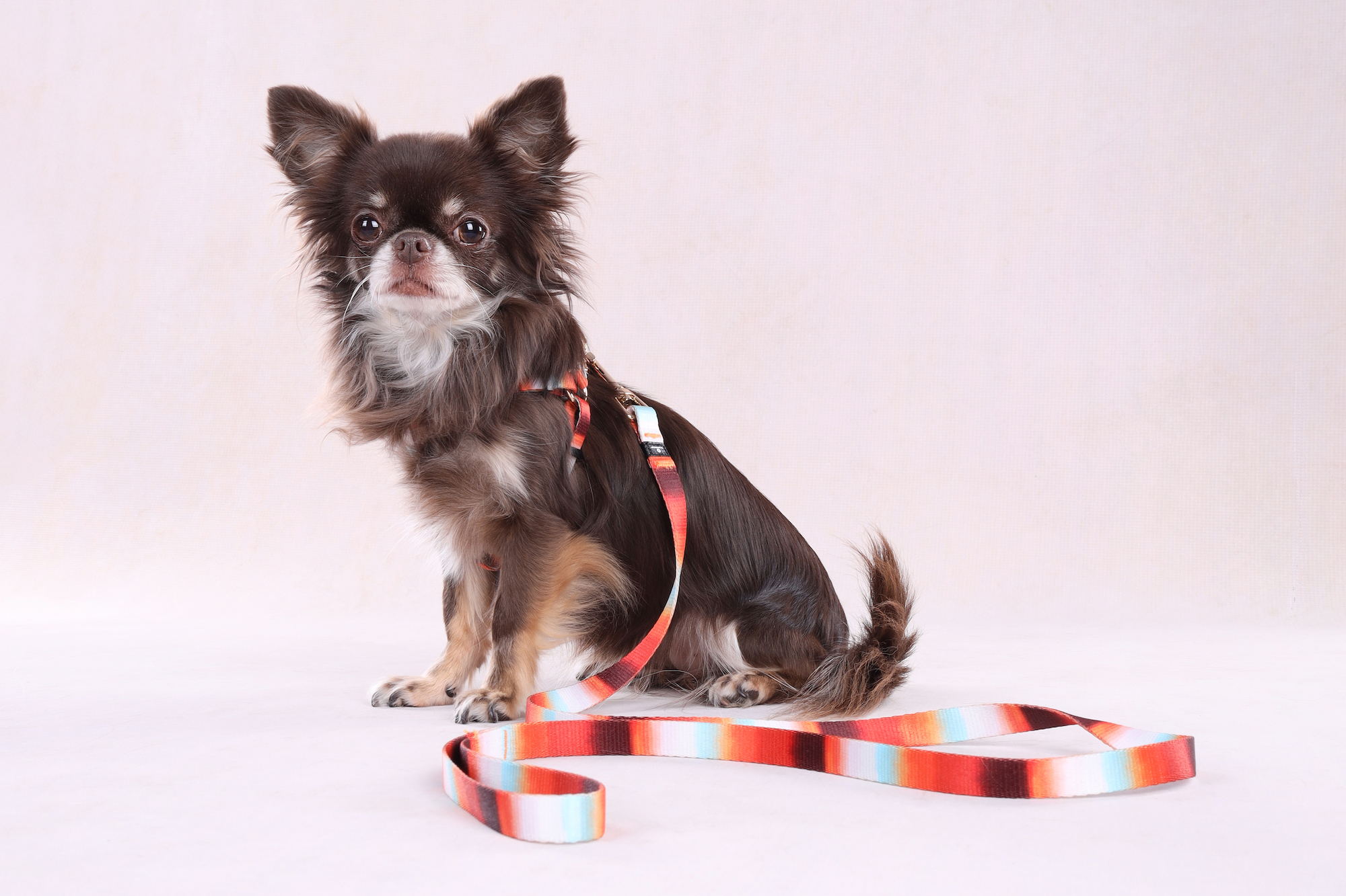 Flamingo Leash Naja Mix