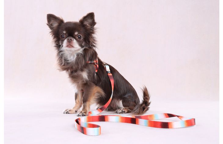 Flamingo Harness Step&Go Naja Mix