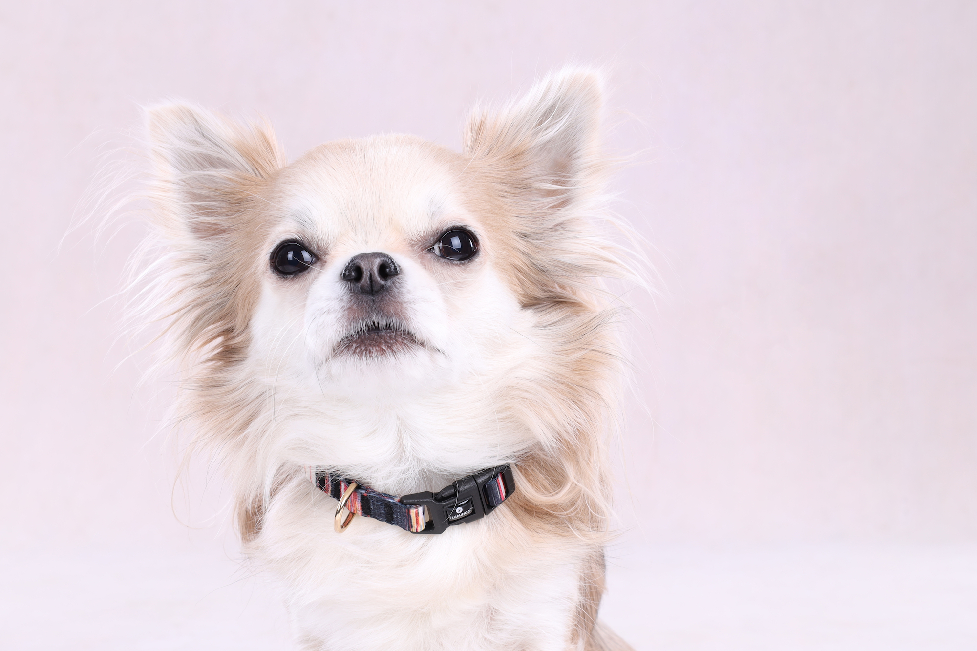 Flamingo Collar Tabor Mix