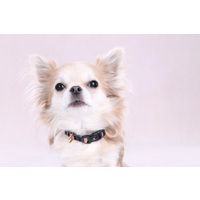 Flamingo Collar Tabor Mix