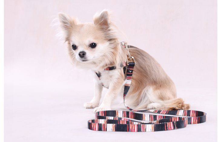 Flamingo Harness Step&Go Tabor Mix