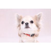 Flamingo Collar Noekie Orange