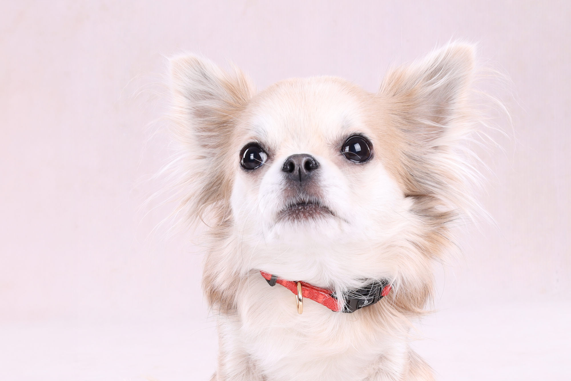 Flamingo Collar Noekie Orange
