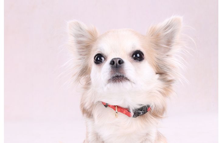 Flamingo Collar Noekie Orange