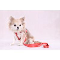 Flamingo Pettorina Step&Go Noekie Arancio