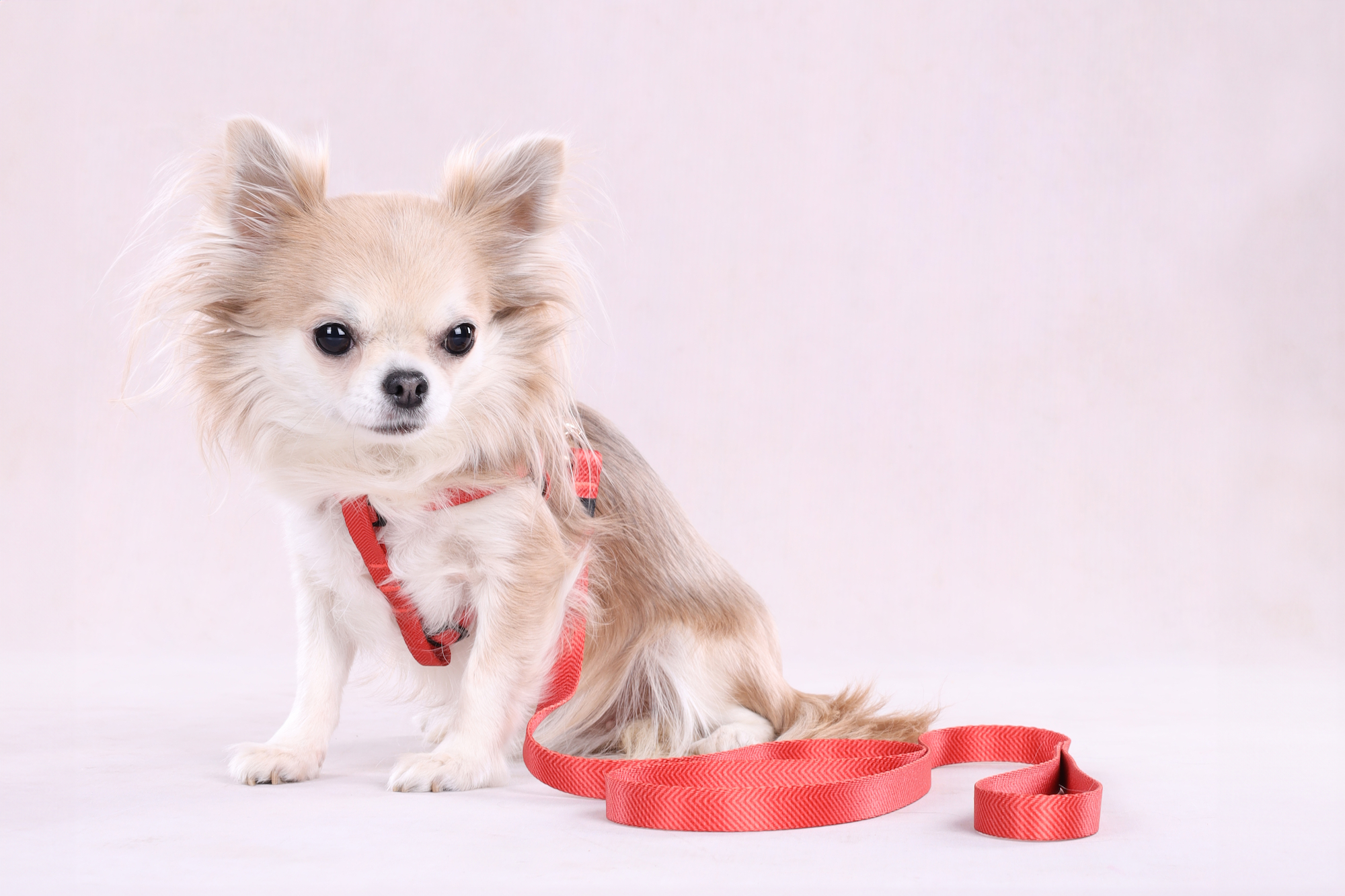 Flamingo Harness Step&Go Noekie Orange