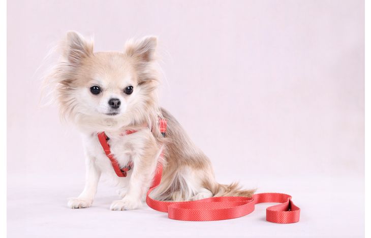 Flamingo Harness Step&Go Noekie Orange