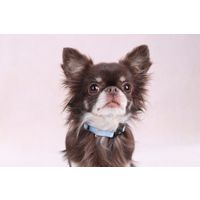 Flamingo Collar Noekie Blue