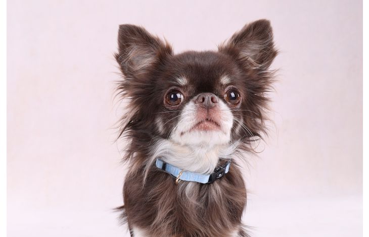 Flamingo Collar Noekie Blue