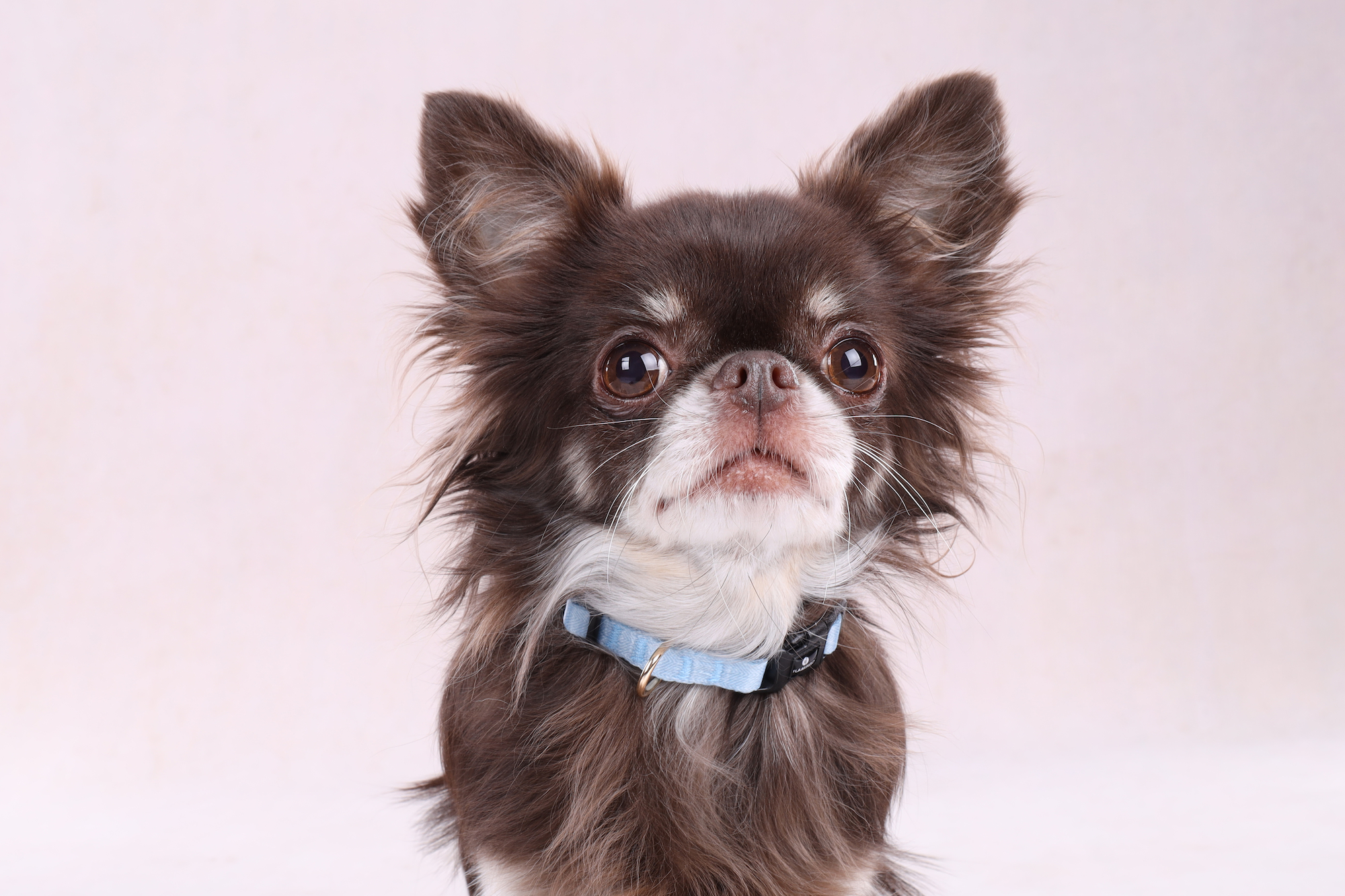 Flamingo Collier Noekie Bleu