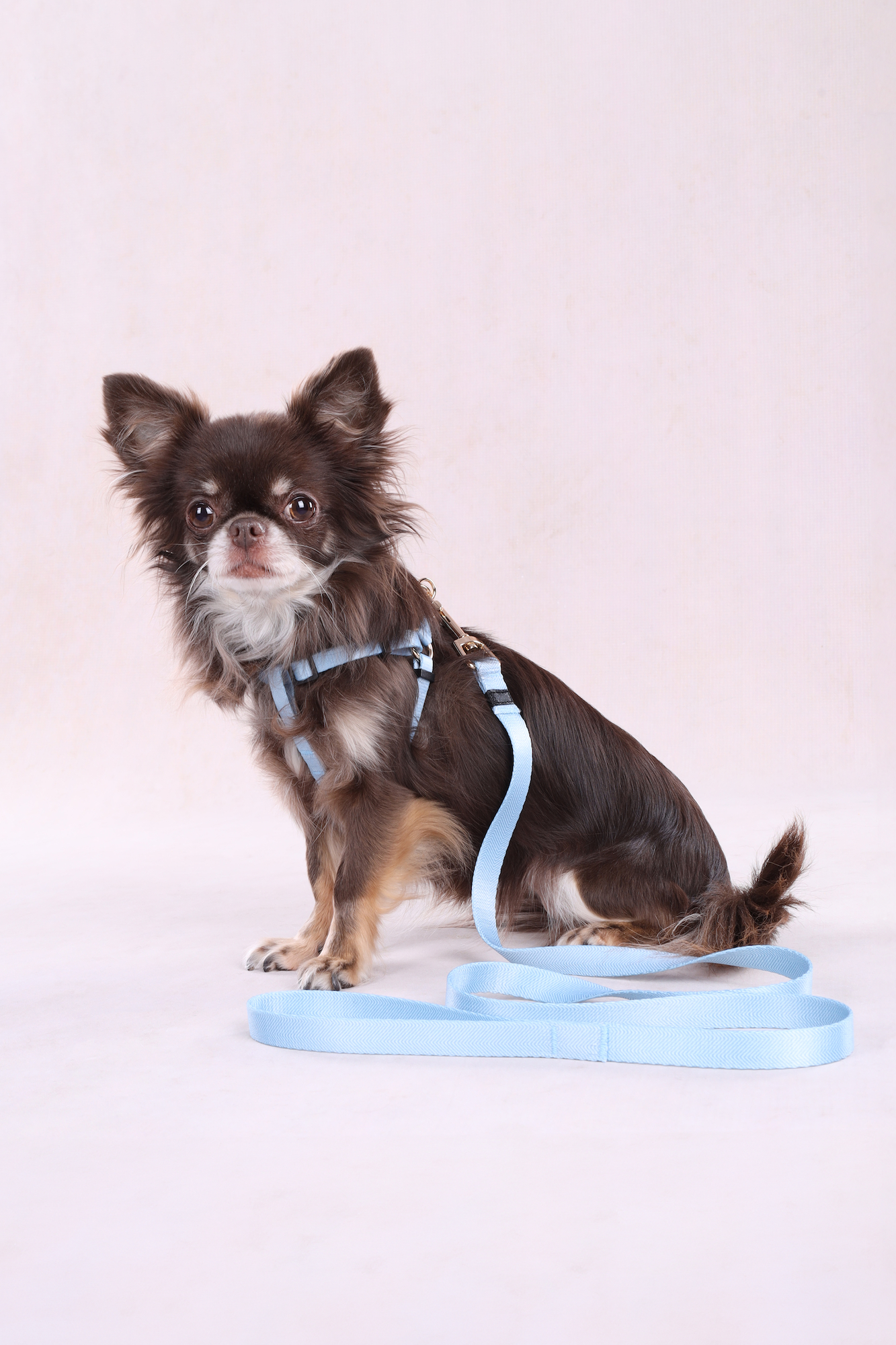 Flamingo Harness Step&Go Noekie Blue