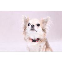 Flamingo Collar Noekie Rosa