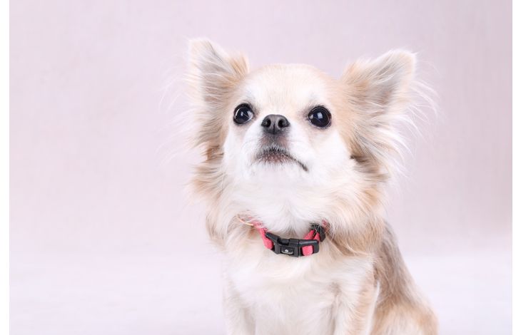 Flamingo Collar Noekie Pink