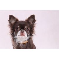 Flamingo Collar Noekie Amarillo