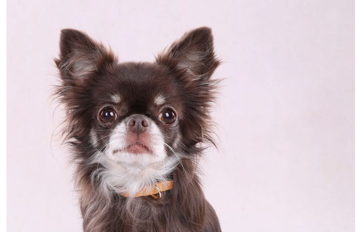 Flamingo Collar Noekie Yellow