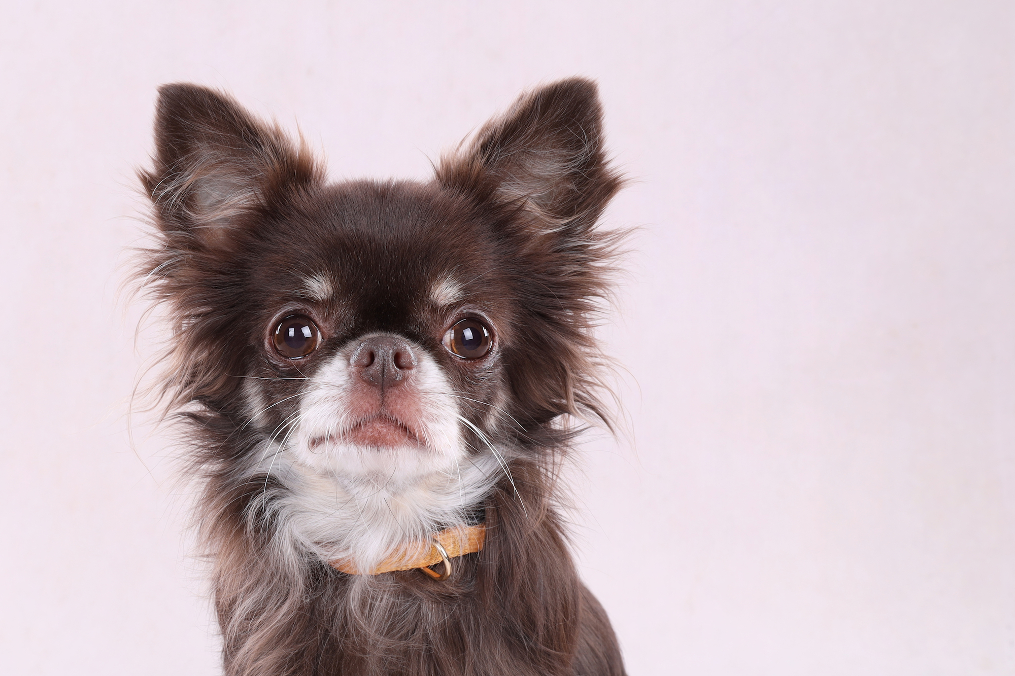 Flamingo Collar Noekie Amarillo