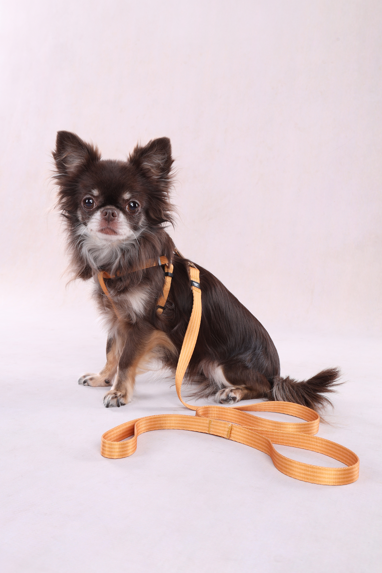 Flamingo Harnas Step&Go Noekie Geel