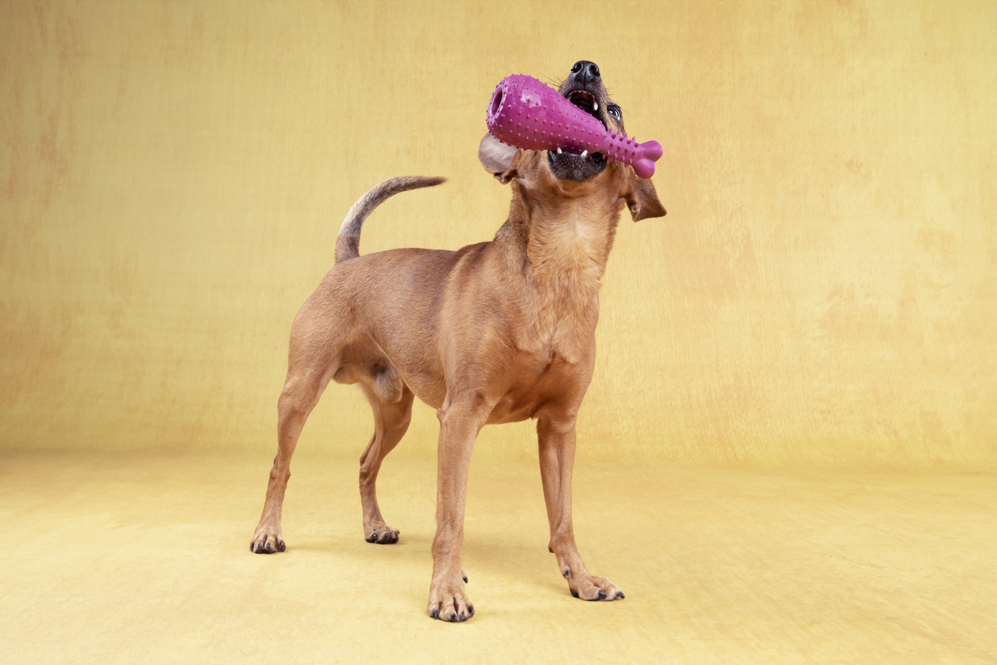 Flamingo Speelgoed Bonna Kippenbout Meerdere kleuren