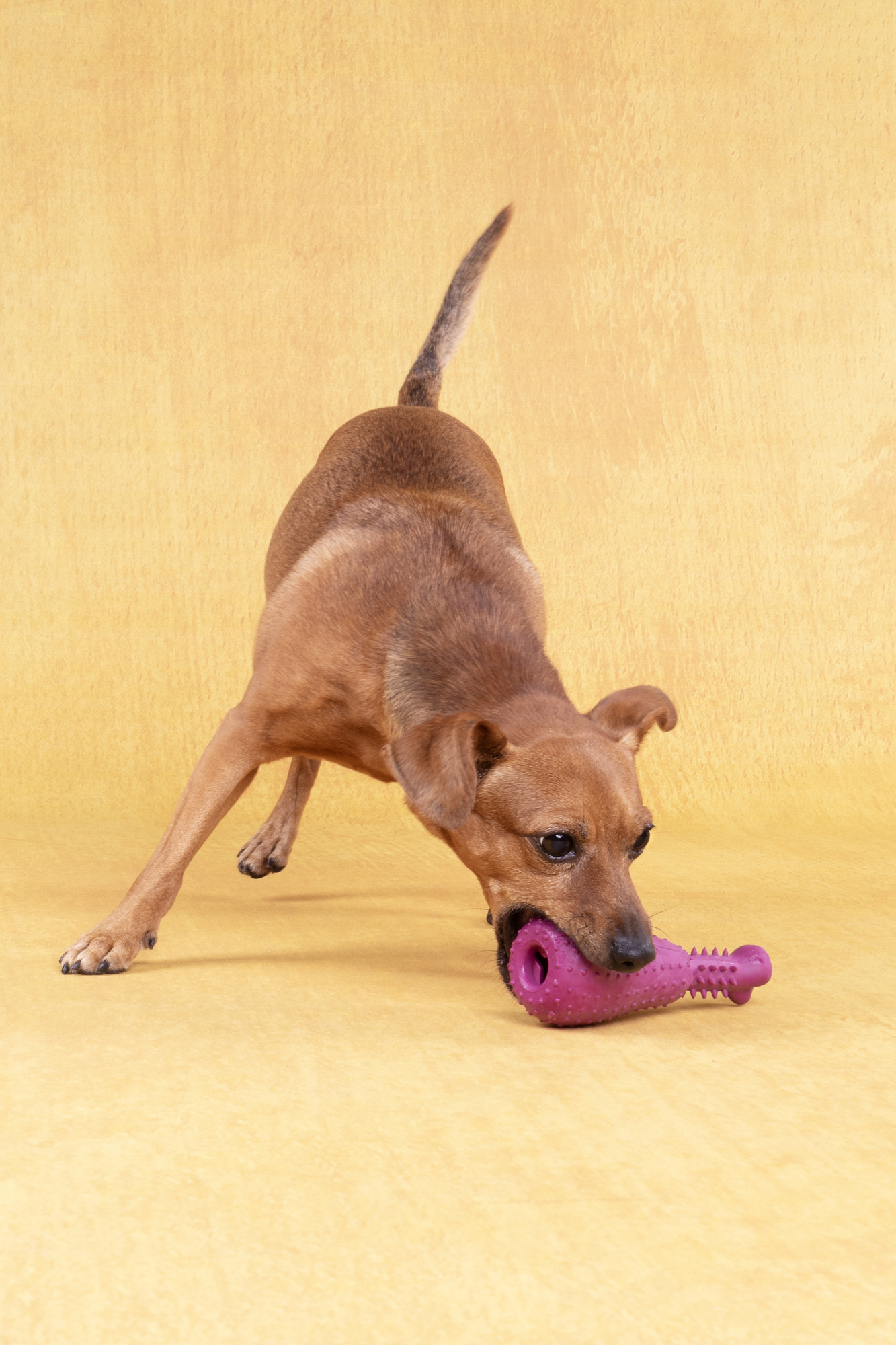 Flamingo Speelgoed Bonna Kippenbout Meerdere kleuren