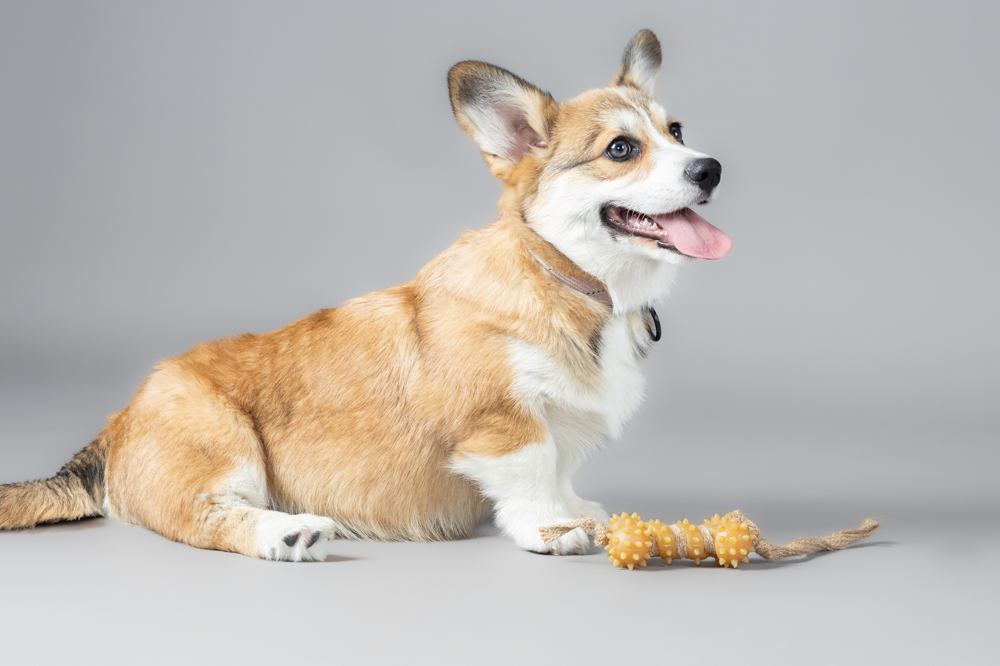 Flamingo Toy Guma Bone with rope Brown