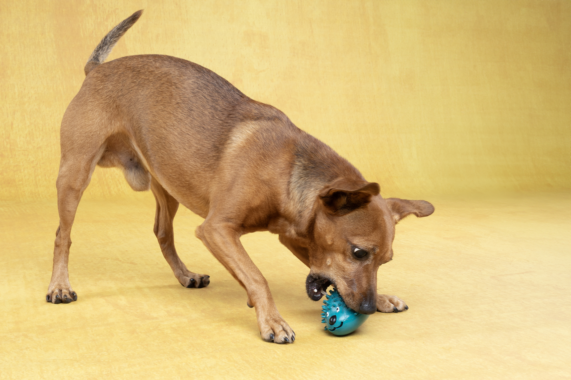 Flamingo Toy Stako Hedgehog Multiple colours
