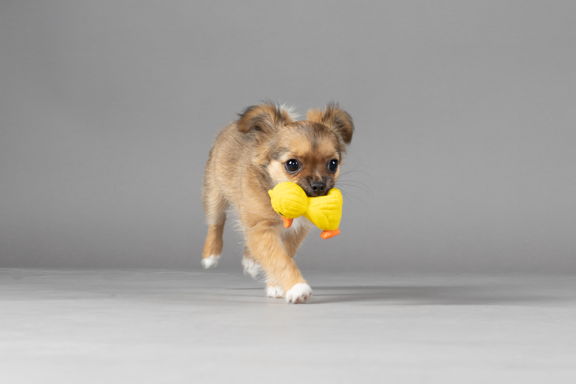 Flamingo Toy Rogeo Sheep & Rabbit & Duck Multiple colours