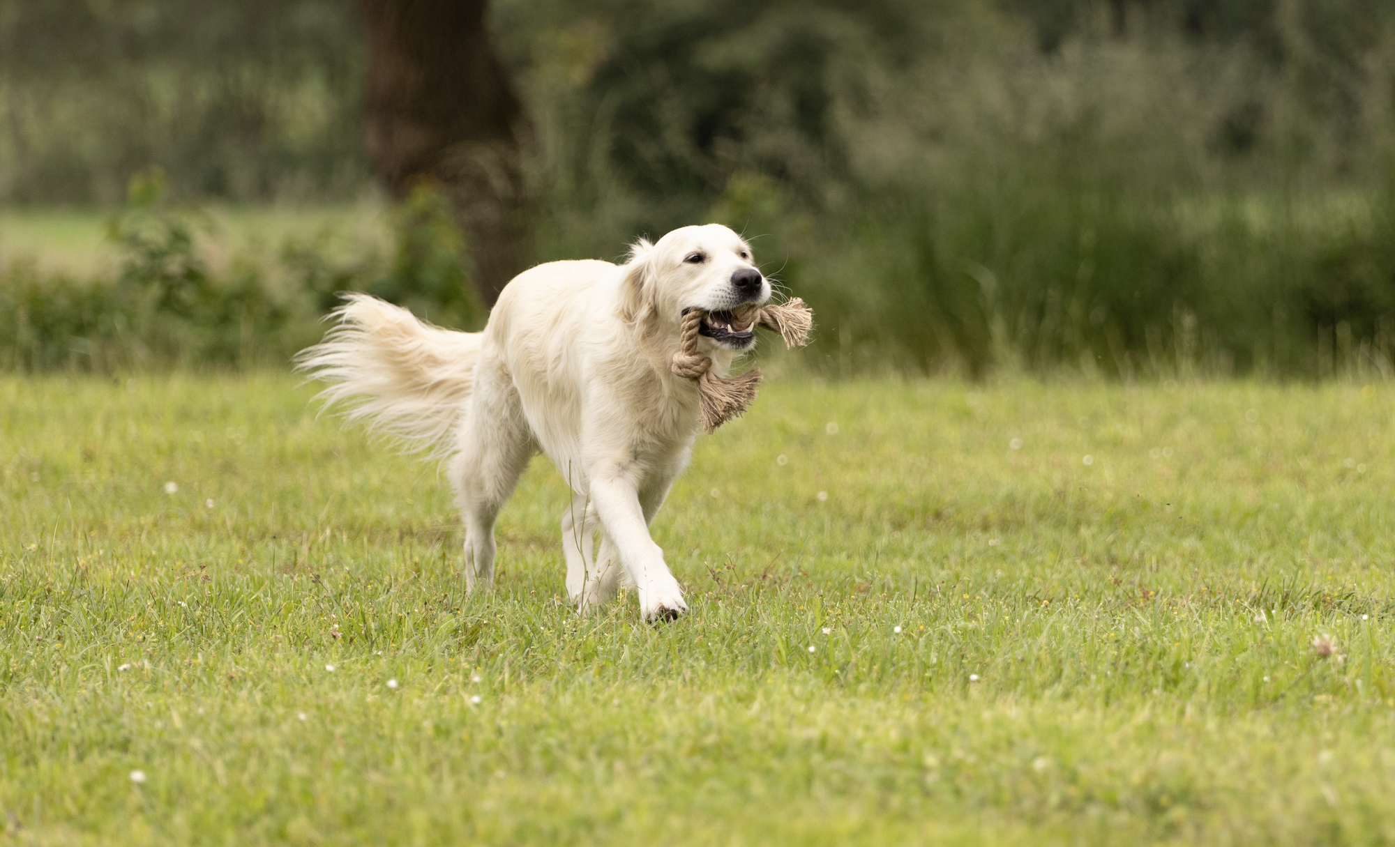 Flamingo Toy  Kush Double rope with 2 knots Brown